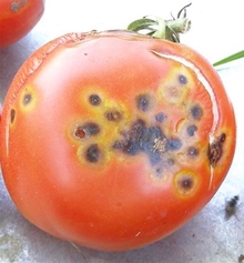Black, rotting spots on a red tomato