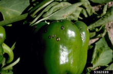 A green bell pepper with circular, tan scabs caused by bacterial spot.