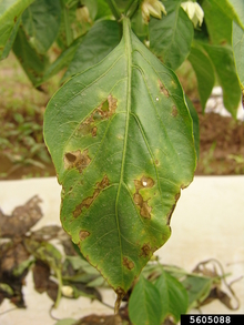 A pepper leaf with irregular brown spots and holes.