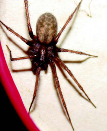A brownish barn funnel weaver with a pattern on the abdomen.