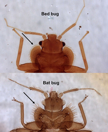 comparison of a bat bug to a bed bug with bed bug on top and bat bug on bottom