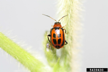 Red bean leaf beetle on plant.