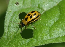 Yellow beetle with black spots feeding on a green leaf