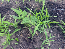 Bean plant growing in soil surrounded by weeds.