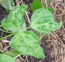 Bean leaves with curled edges and bumps