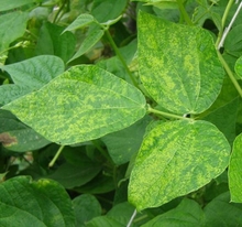 Bean leaves with yellowish blotches