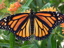 monarch butterfly on a flowering plant