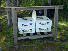 A table in a wooded area with four boxes containing bees on its lower shelf.