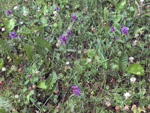 A lawn with white clover and purple self-heal flowers.