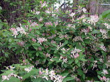 many honeysuckle plants growing together with pink and white flowers