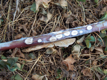 Big white spots on a purplish-red raspberry cane