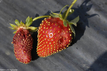 Tiny holes in two over-ripe strawberries
