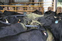 Black cattle in a barn eating hay.