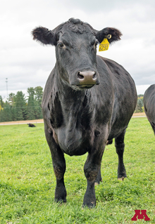 A black cow in a pasture.
