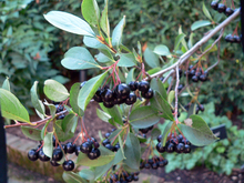 Branch of a black chokeberry shrub with leaves and clusters of dark berries.