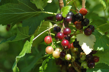 Black currants growing on plant