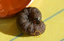 Black cutworm (with black bumps) curled up in a ‘C’ shape