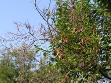 Branch dieback from black rot