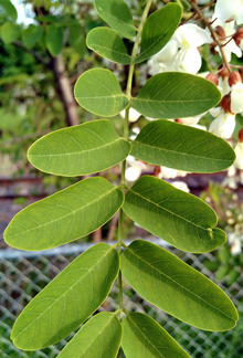 close up of leaves of the black locust tree