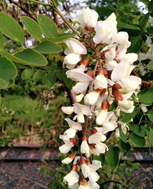 close upf of collection of white black locust flowers