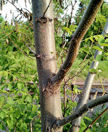 trunk and bark of black locust tree
