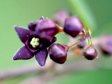 purple star shaped black swallow-wort flowers with yellow centers