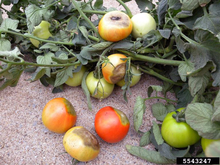 A large tomato plant on its side on the ground with many tomatoes with rotten areas on the bottom.