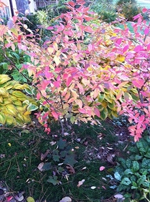 colorful blueberry bush in autumn