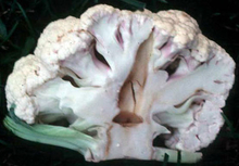 A cauliflower curd showing hollow stem.