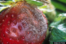 Strawberry with discoloration and mold spores.