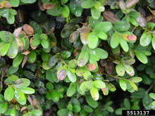 Dark brown spots with light centers on rounded boxwood leaves on a bush.