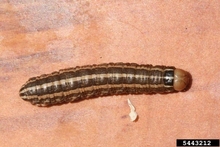  Brown caterpillar with white vertical stripes over the body