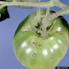 A green tomato fruit with circular brown scabs.