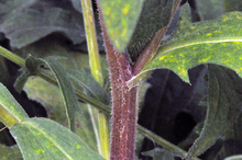 redish colored stem of brown knapweed plant