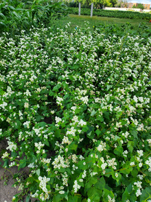 Field of green buckwheat plants with small white flowers.