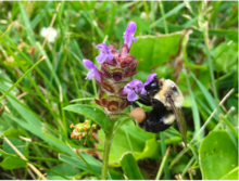 A large black and yellow bee on a purple flower in a lawn.