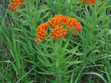 Green plants with clusters of tiny orange flowers
