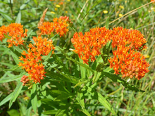 Plants with clusters of tiny orange flowers