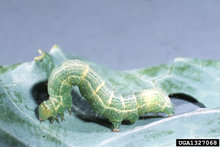 A green caterpillar arching its body as it moves on a leaf. 