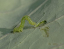 A green and looped cabbage looper caterpillar on a leaf 