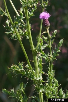 Bull thistle stem with prickly leaves and one flower head.