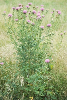 Tall Canada thistle flowering plant in a field.