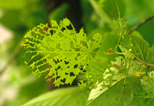 A green leaf with numerous holes around leaf veins 