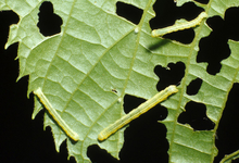 Yellow-green cankerworm larvae chewing up holes in a green leaf