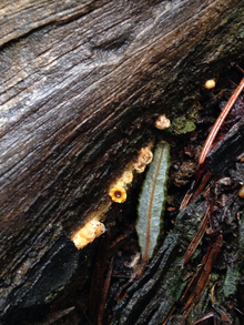 Log fallen in the woods with yellow cup-shaped fungus running in a line along one side.