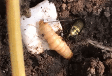 Carabid beetle eating a yellowish insect larva in the soil.