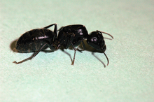 Large black carpenter ant queen without wings.