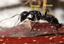Closeup of carpenter worker ant with evenly rounded thorax and one-segmented petiole. The word 'thorax' indicates the section right after the head. The word 'petiole' indicates the section after the thorax and before the last section of the ant's body.