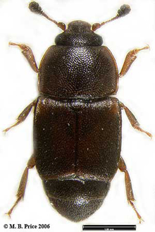 A brown beetle with six legs and two antennae and two clear divisions separating the abdomen and tail-end 