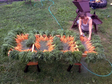 Carrots are aligned around the edges of spray tables, and a woman sprays them with a garden hose.